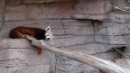 denver_zoo