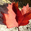 dsc05898.jpg