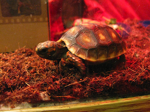 Hes a Red Foot Tortoise from the Amazon jungle Right now he or she