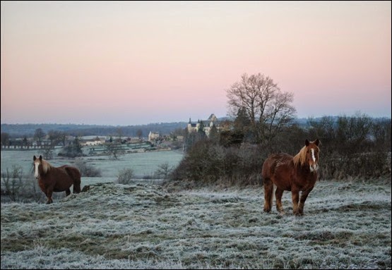 paarden