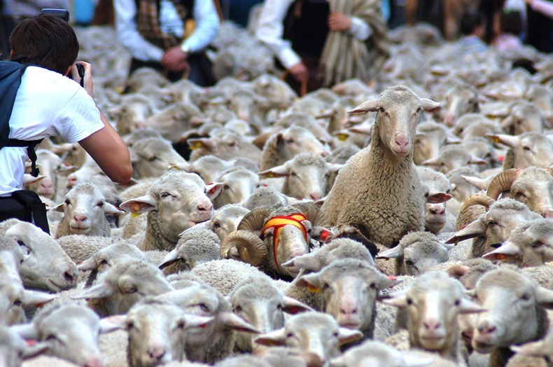 sheep-protest-2