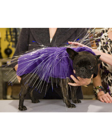 Here Francesca models a crafty illuminated porcupine costume for Martha's show. Here Francesca models a crafty illuminated porcupine costume for Martha's show.