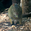 Azare's Agoutis: Agoutis can live up to 20yrs in captivity and are important to the Brazil nut industry. They hide the nuts that often the grow into saplings.