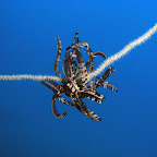 Featherstar (Dauin, Negros)