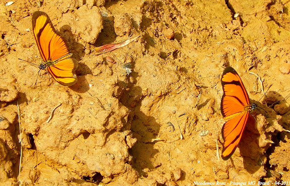 Lépidoptères de Pitangui au Minas Gerais - Eueides aliphera aliphera (GODART, 1819). Pitangui (MG, Brésil), 21 avril 2013. Photo : Nicodemos Rosa