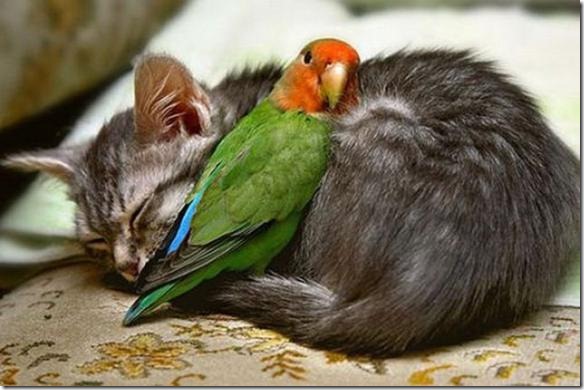 animales (20) animales (20)