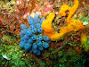  Koh Lipe Resimleri Fotoğrafları