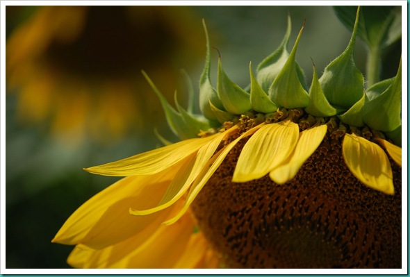 Sunflower Side Face Down