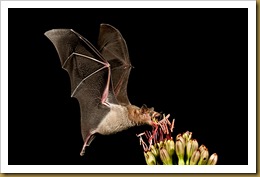 - Mexican Long-tongue Bat feeding -DSC_4062 September 19, 2011 NIKON D300S
