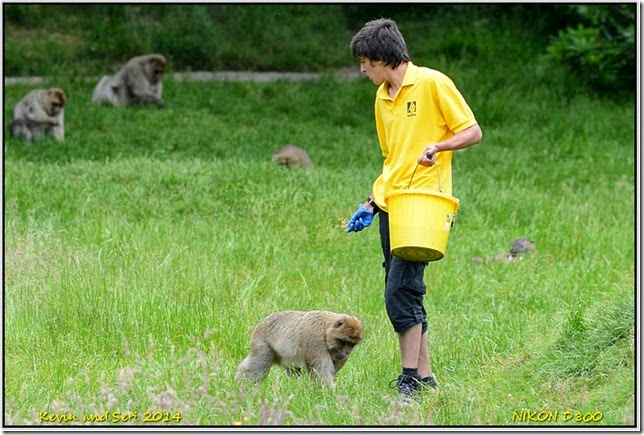 Trentham Monkey Forest - Macaques