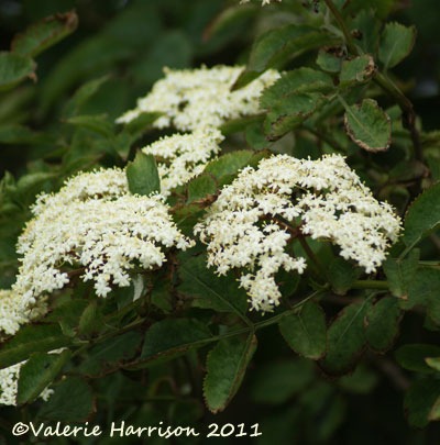 [17-elderflowers%255B2%255D.jpg]
