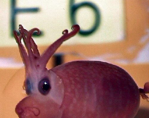 Strange Sea Creatures