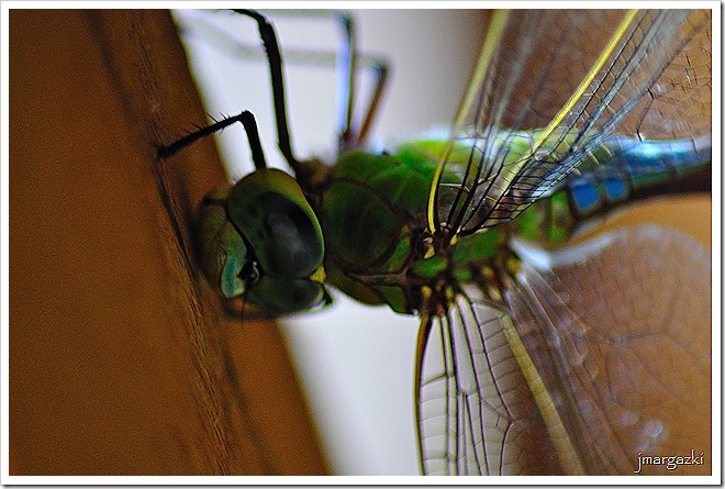 DSC_5275 DSC_5275