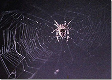 arabellaanita201196999