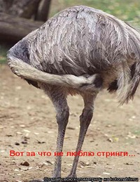 Страус