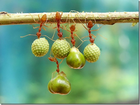 smithsonian-photo-contest-naturalworld-bird-ants-eating-acrobats-eko-adiyanto