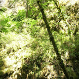 The Green Trees of Oregon