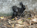 Limbe Wildlife Center
