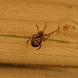 Steatoda nobilis - check out those striking markings