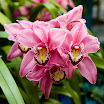 orchid_6.jpg