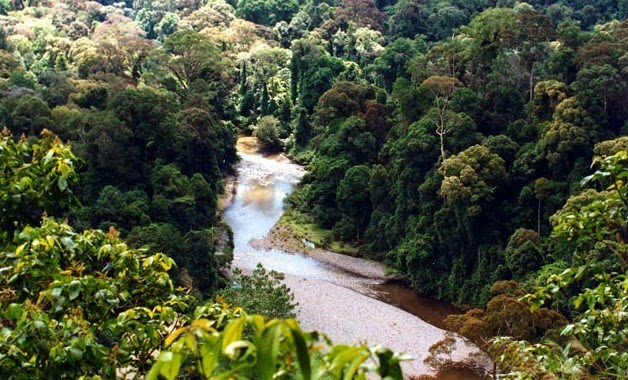[rainforest%2520borneo_river%255B9%255D.jpg]