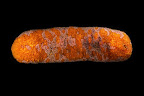 Bohadschia sp. Lizard Island, Australia.