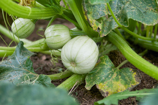 This is the same patch where the hardneck garlic was planted and Ryan had to wait for that harvest before planting the pumpkins. This is the same patch where the hardneck garlic was planted and Ryan had to wait for that harvest before planting the pumpkins.