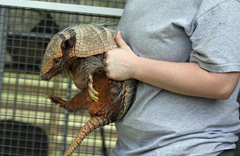 Armadillo Exotic Game Park Spring