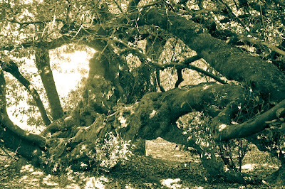 El árbol de correos.
