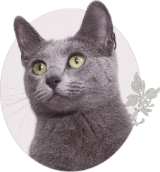 Russian Blue Cat Beata