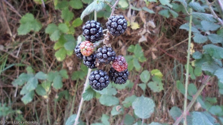 SAM_3473 SAM_3473