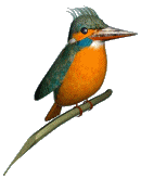 birdy991