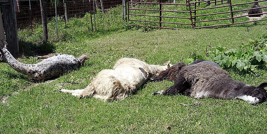 [Llama%2520Summer%25202%255B8%255D.jpg]
