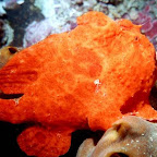 Frogfish