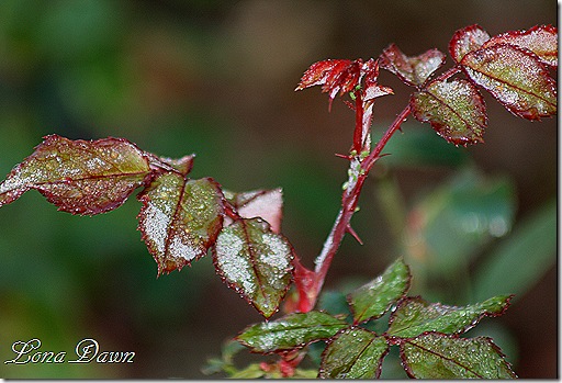Frosty_Rosebush_Oct30