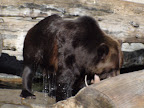 denver_zoo