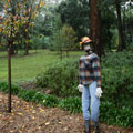 Scarecrows at Tamborine Mountain