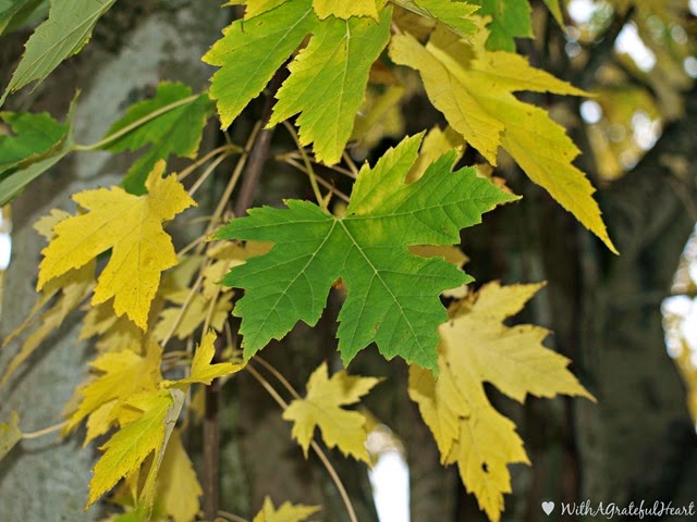 [Green%2520and%2520Yellow%2520Leaves%255B4%255D.jpg]