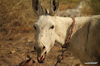 Donkey