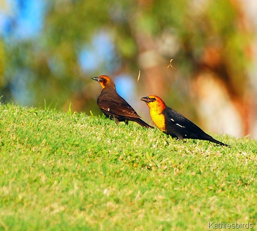 11. yellow headed blackbirds-kab 11. yellow headed blackbirds-kab