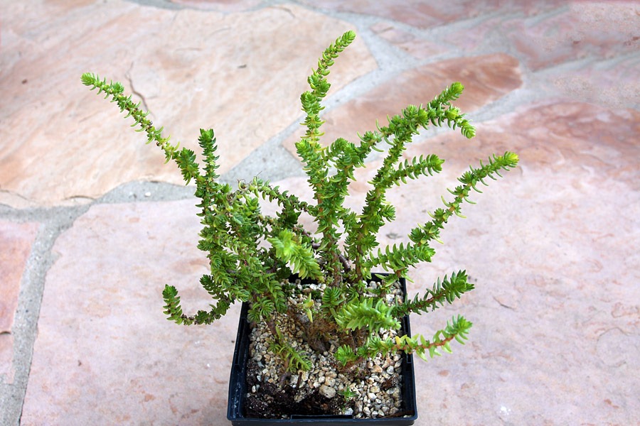 [120129_Crassula-lycopodioides_01%255B2%255D.jpg]