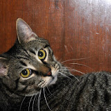 Photos of my kitteh, Keenan, adopted on 2/23/09 when he was approximately 9 months old. Keenan Kitty