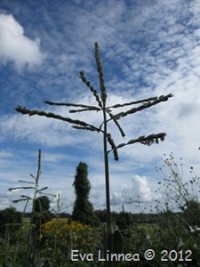 IMG_3394 IMG_3394