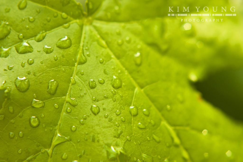 [Leaf%255B4%255D.jpg]