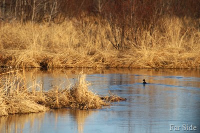 One duck at the dead beaver area
