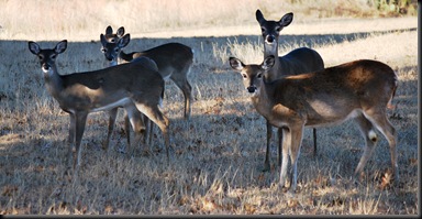 Lago Vista Dec 9 2010 Deers 2 Lago Vista Dec 9 2010 Deers 2