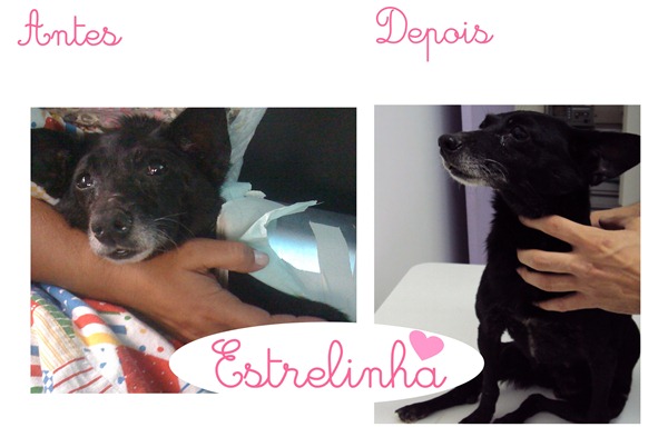 Cães para adoção 04 Cães para adoção 04