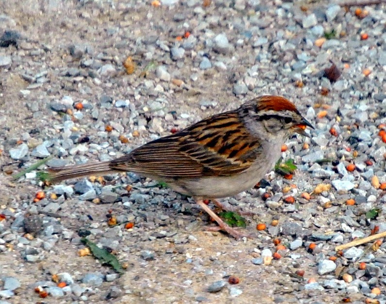 [01d---birds---chirpping-sparrow6.jpg]