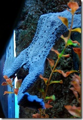 aquarium21