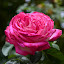 DSC_0480.JPG